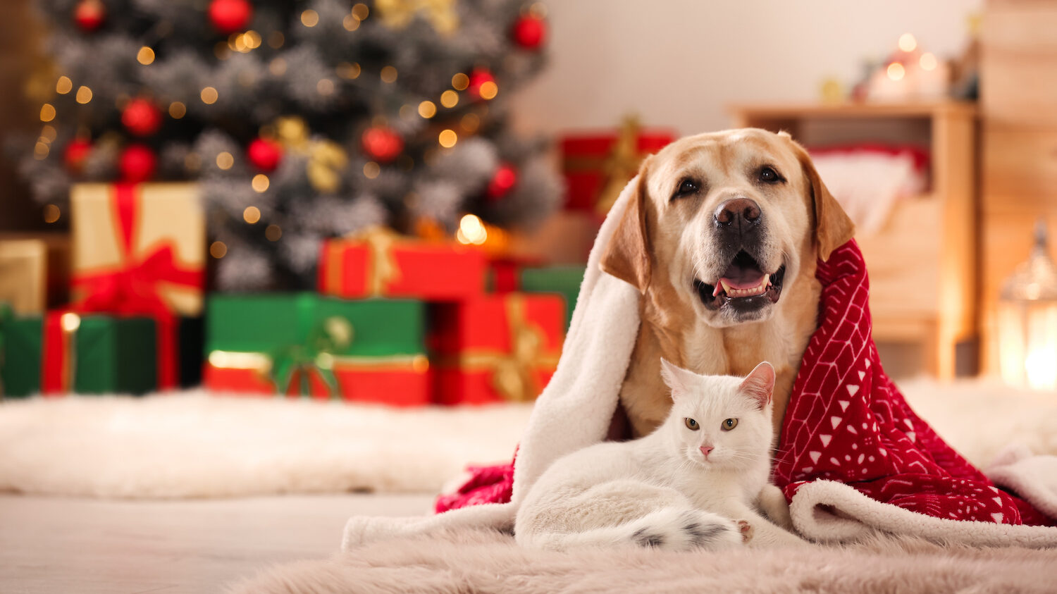 Adorable dog and cat together under blanket at room decorated for Christmas. Cute pets