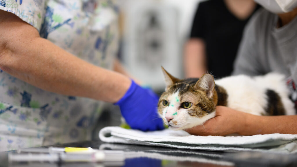 Cat under veterinary care