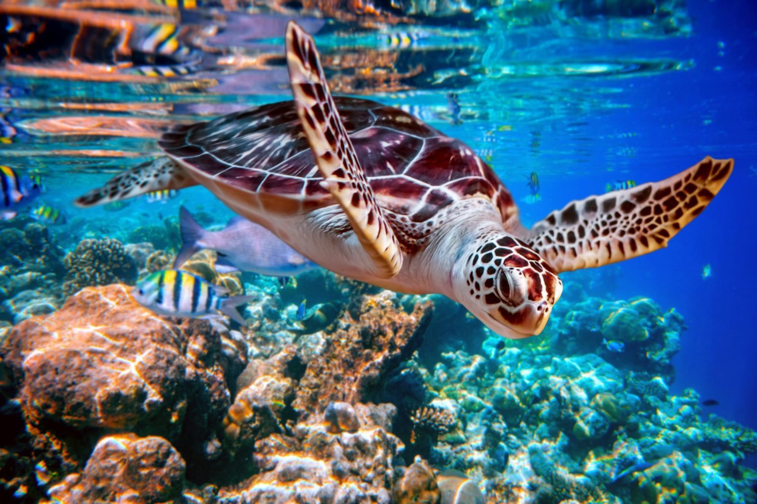 ea turtle swims under water on the background of coral reefs