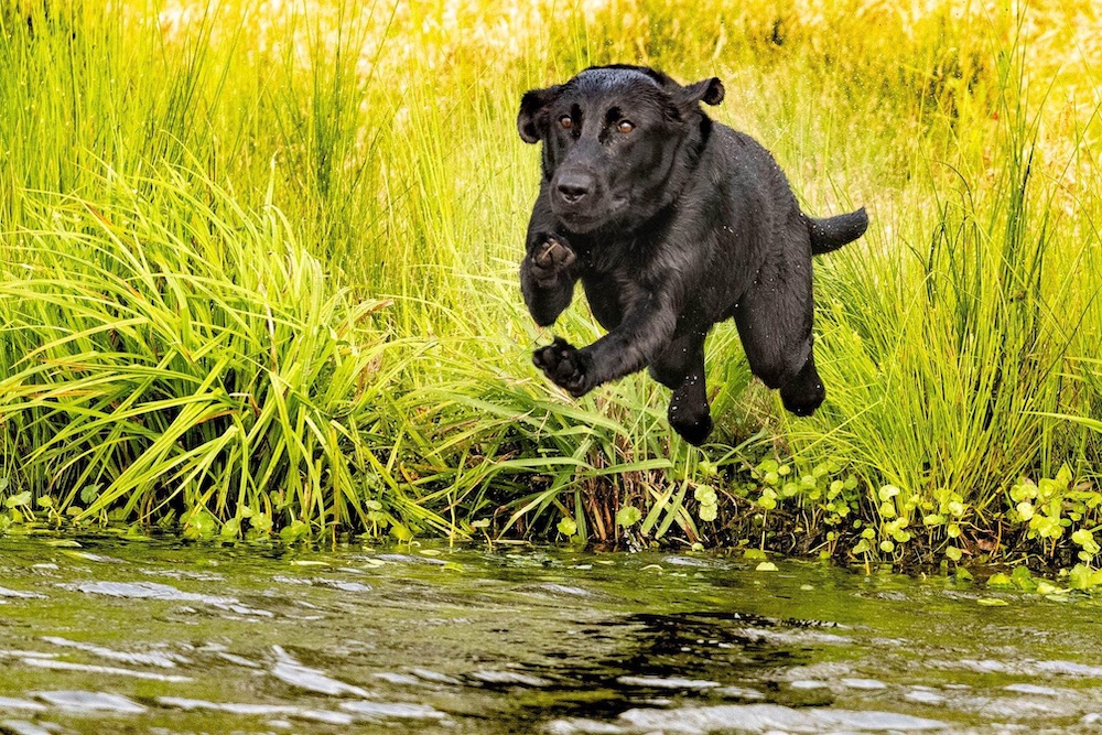 Dog jumping over water during field competition
