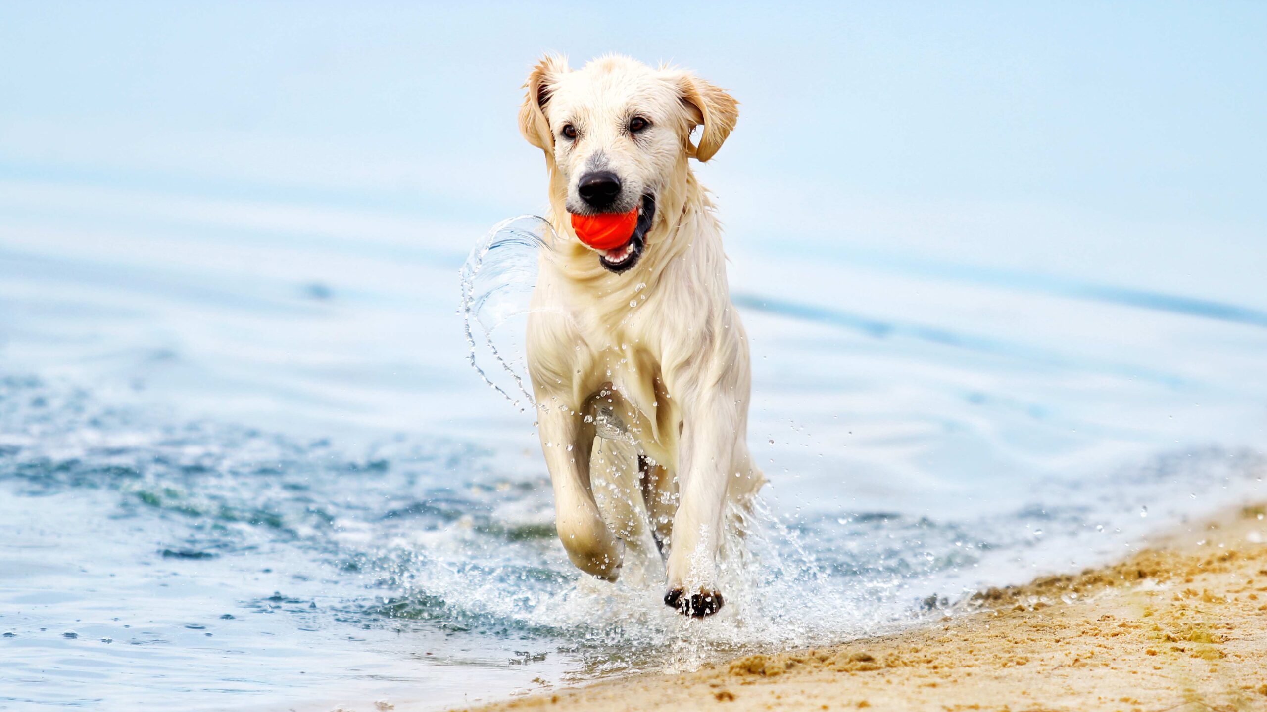 dog runs along the beach in a spray of water