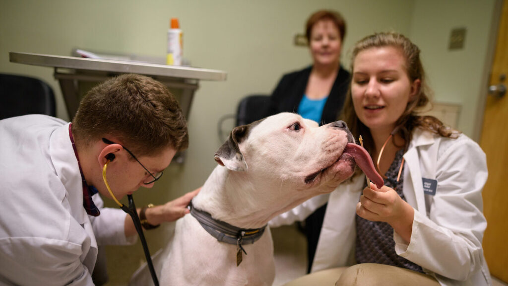 Dog examined by veterinarians