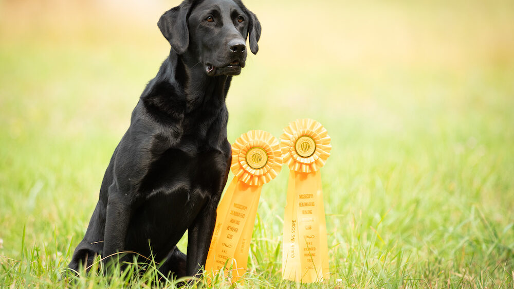 Dog winning field trial ribbons