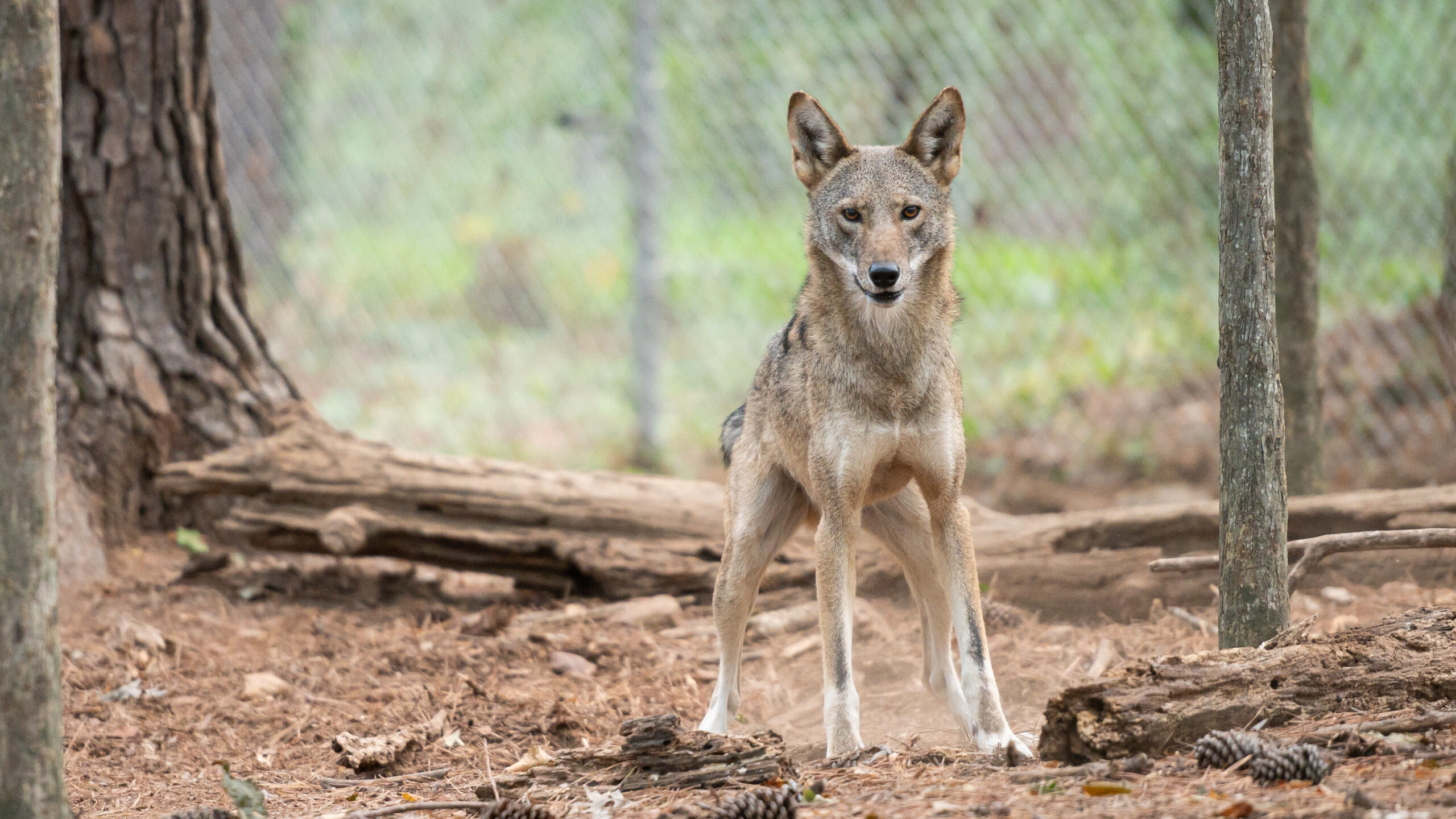 red wolf in enclosure