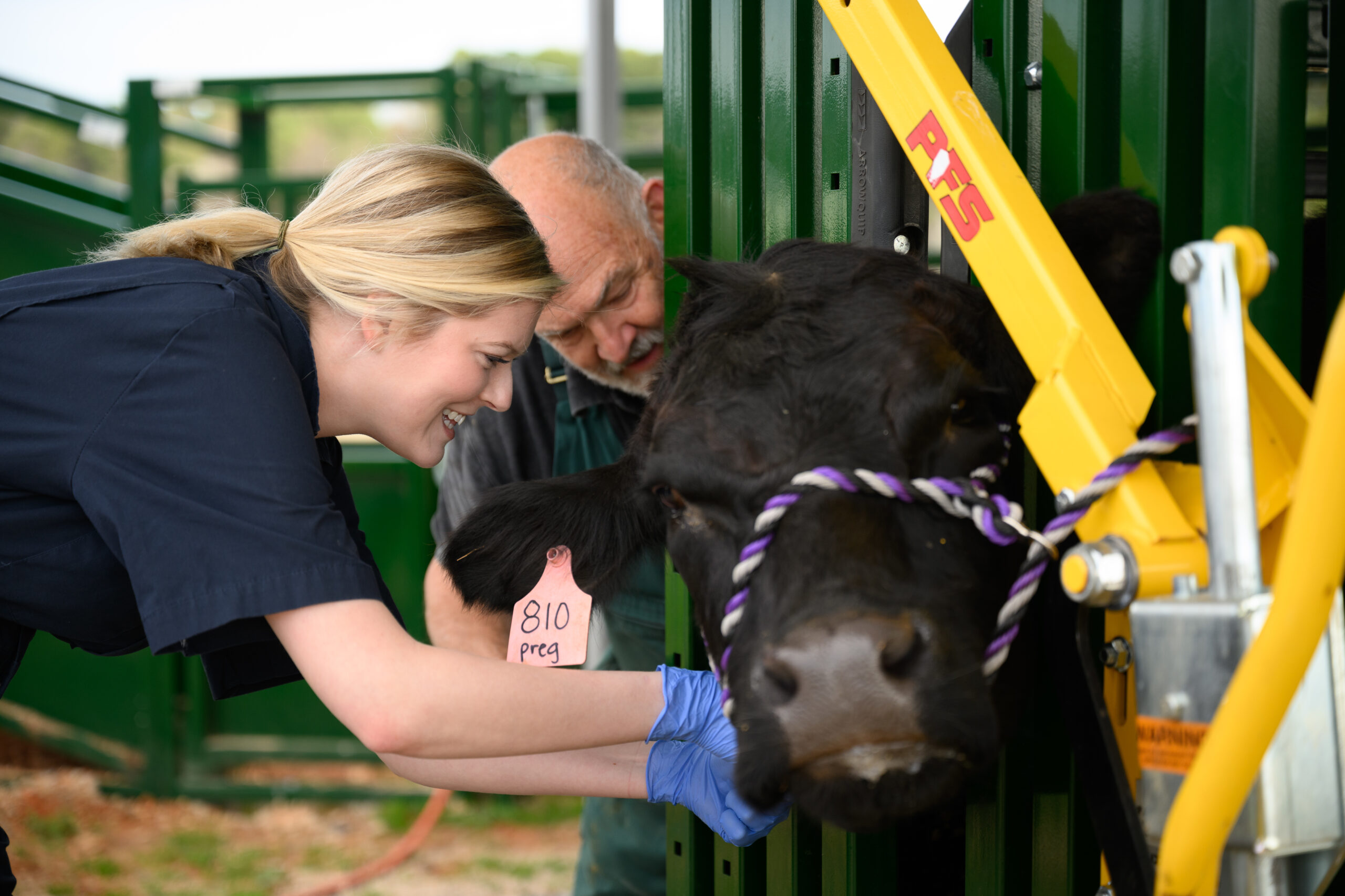 vets examine cow