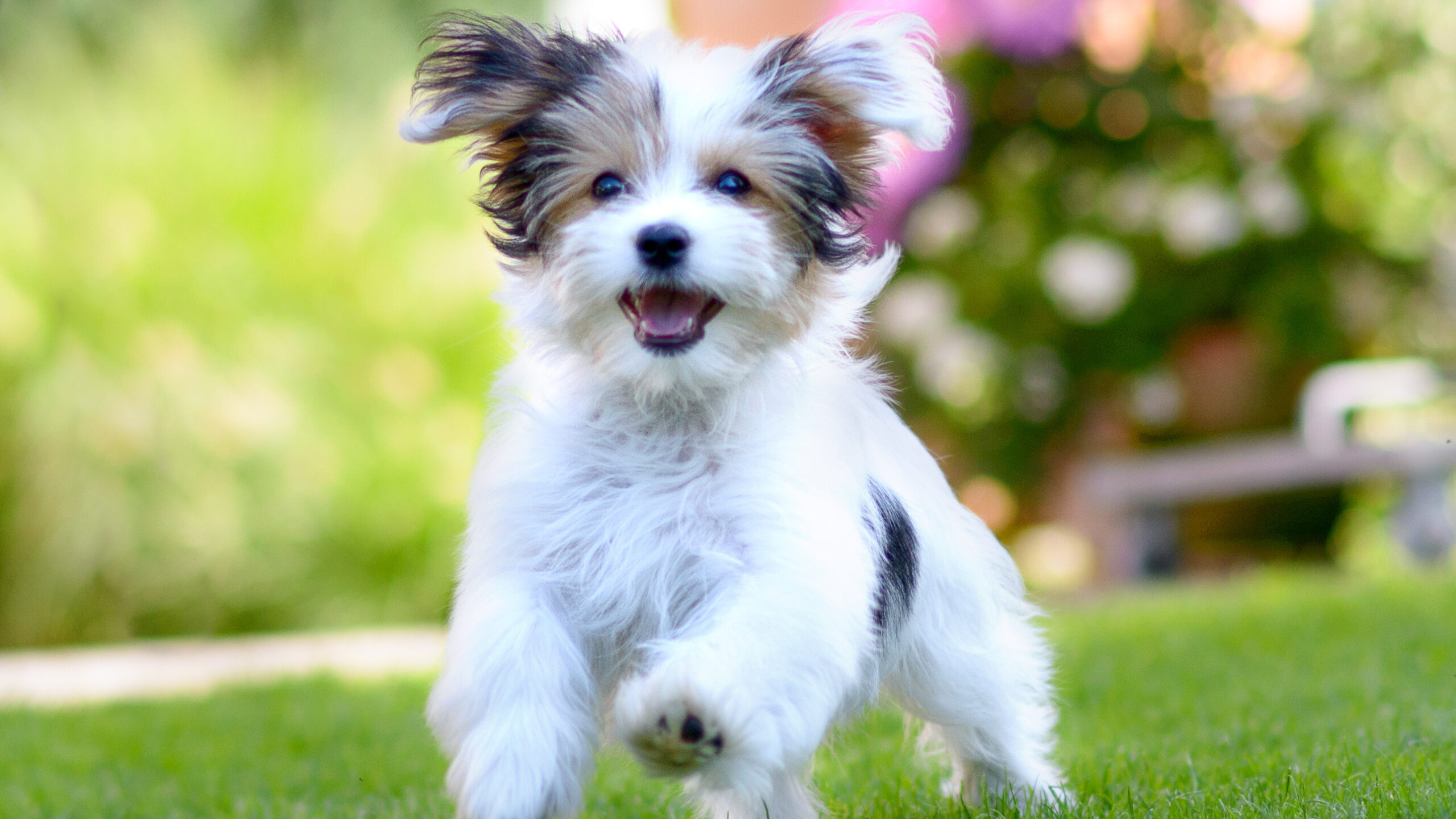 Important Tips to Keep Your Pets Safe this Spring | Veterinary Medicine News