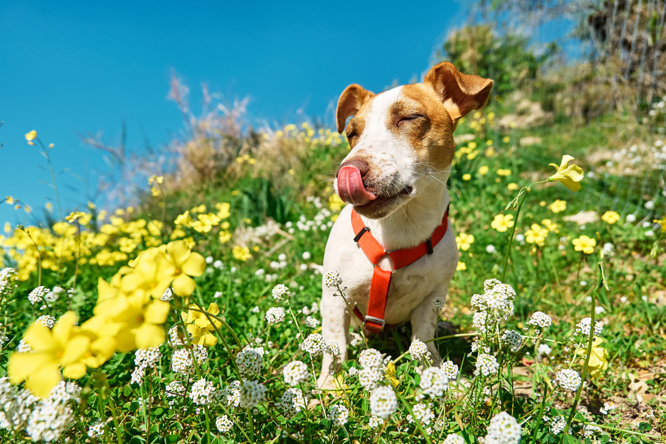a jack russell terrier sits in a field of flowers and licks its nose