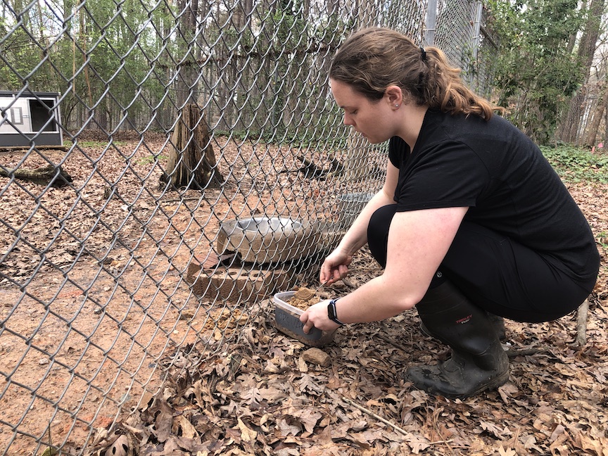 Third-year student Annie Gorges scoops food into a wolf pen on a rainy day.