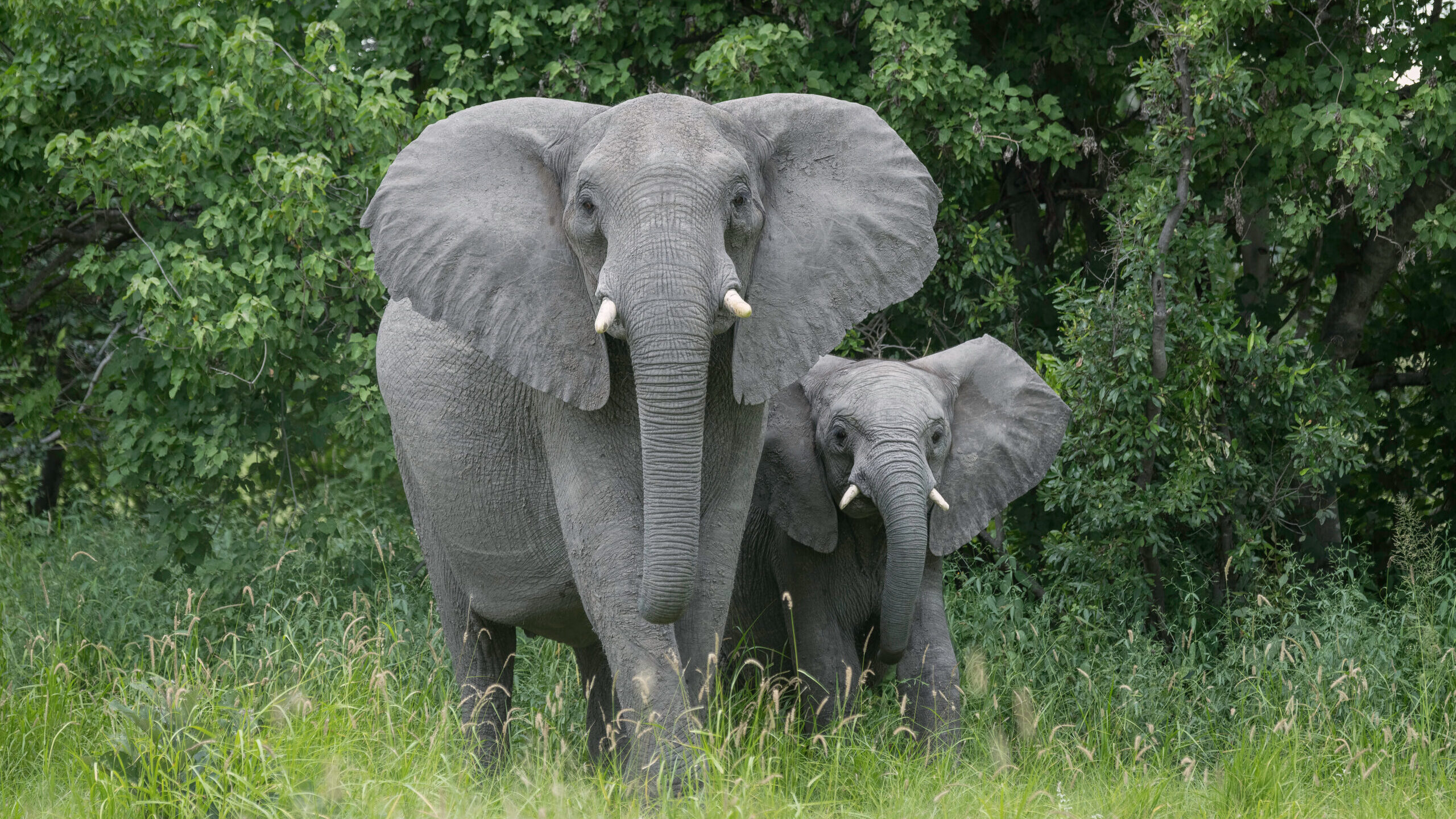 Mother elephant with baby on the Okavango Delta in Botswana