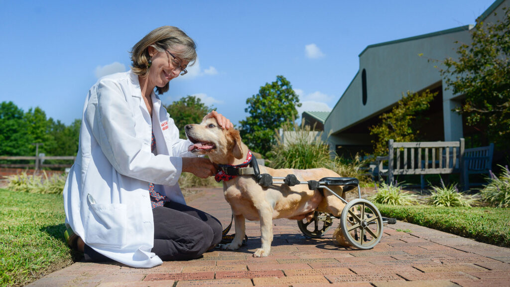 Dr. Olby with happy dog patient in wheelchair