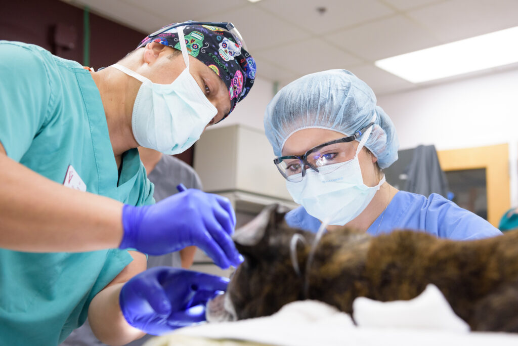 Assistant professor Lenin Villamizar-Martinez performs oral surgery on a dog.