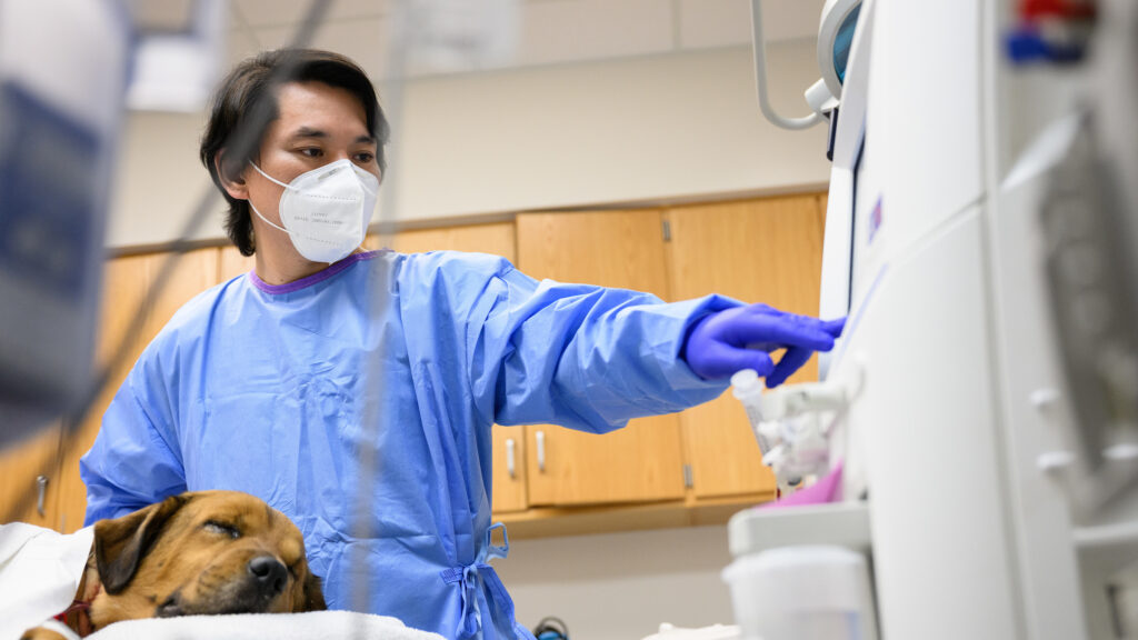 Dr. Yu Ueda cares for a dialysis patient at NC State Veterinary Hospital. 
