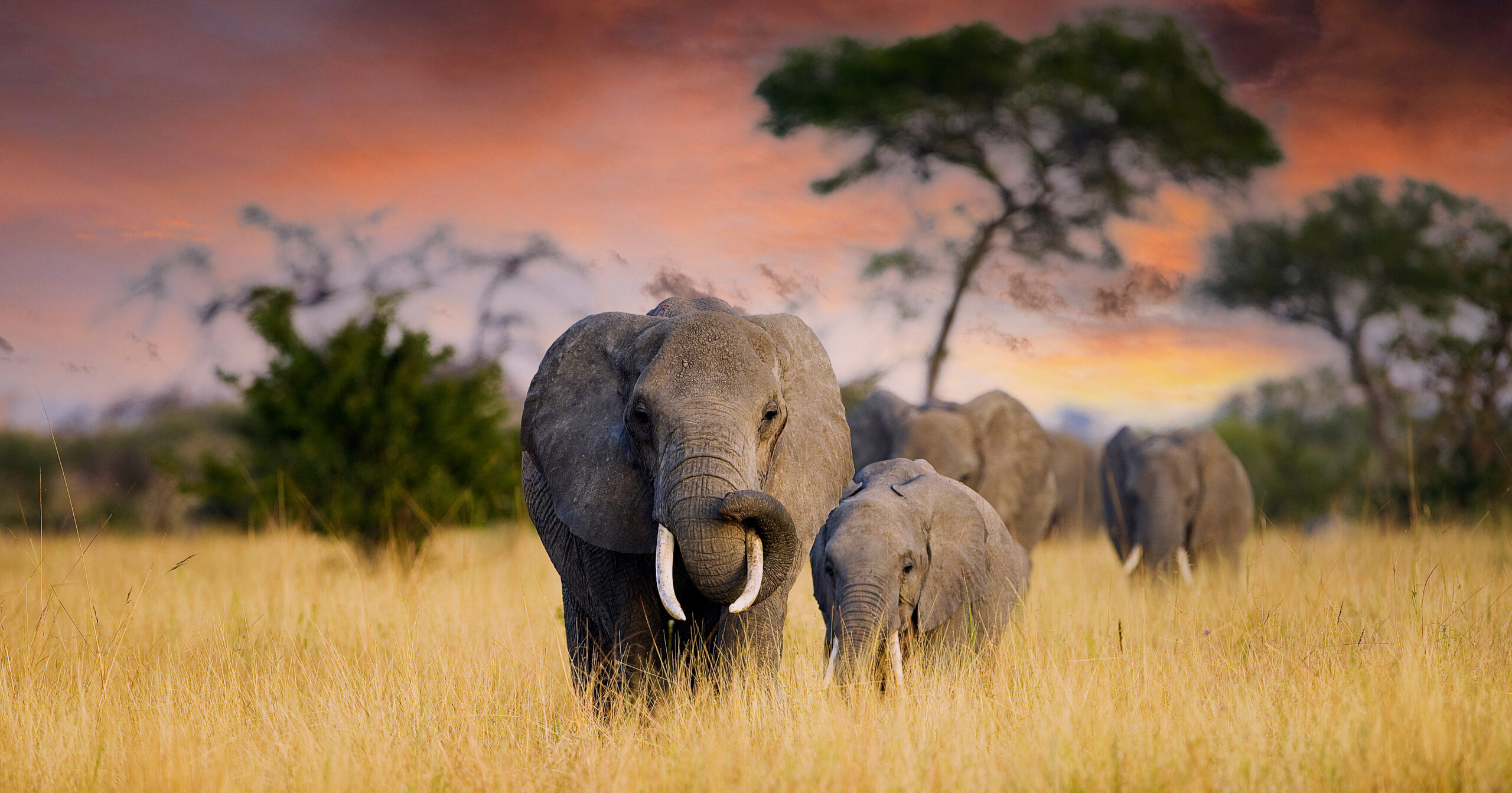 A herd of wild elephants walk through the savanna