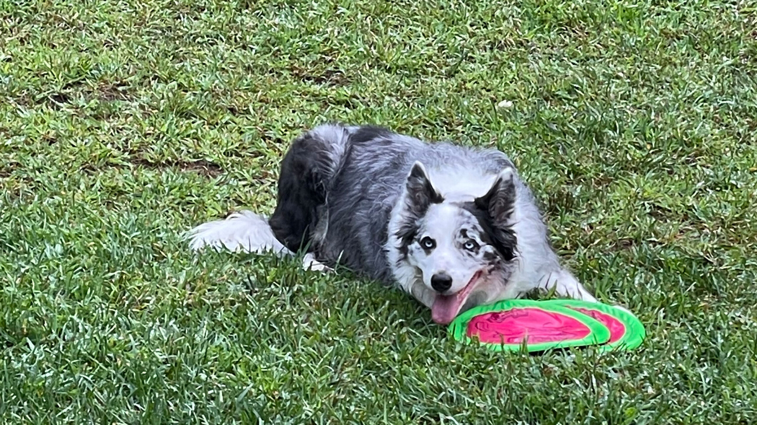 happy dog in field with toys