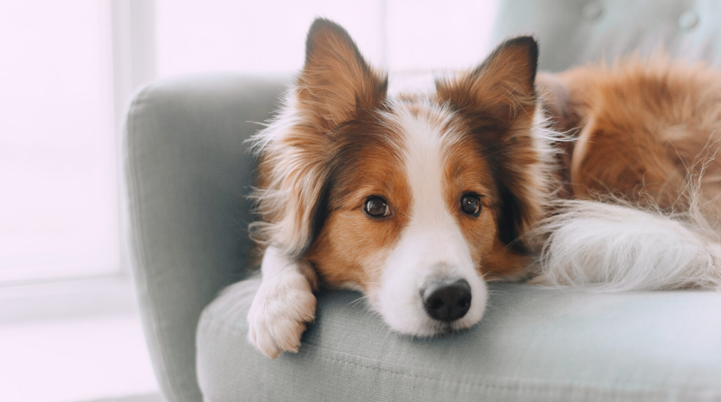 a collie lays on a grey chair in a well-lit room