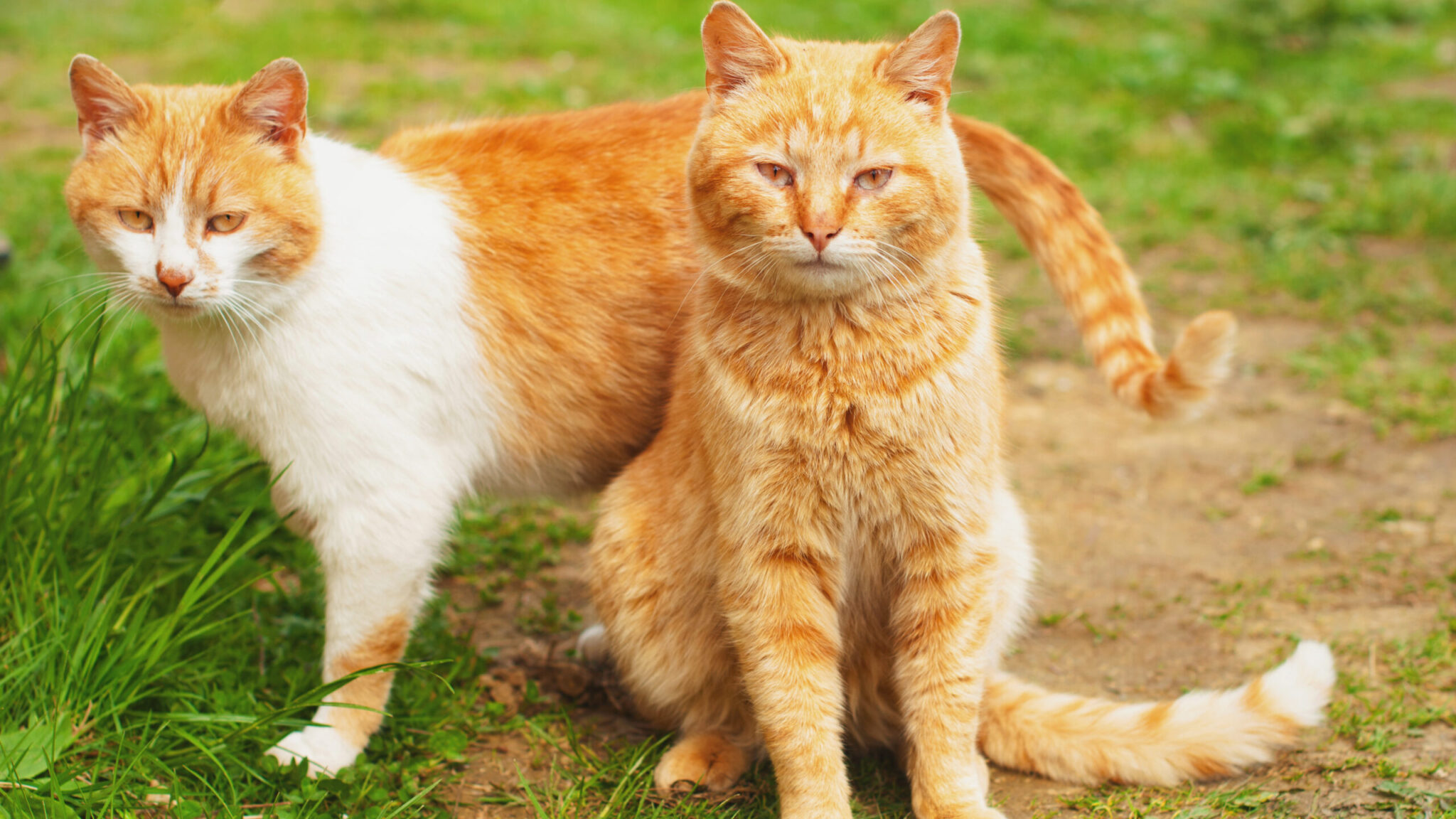 NC State Veterinary Medicine Research Roundup, November 2022