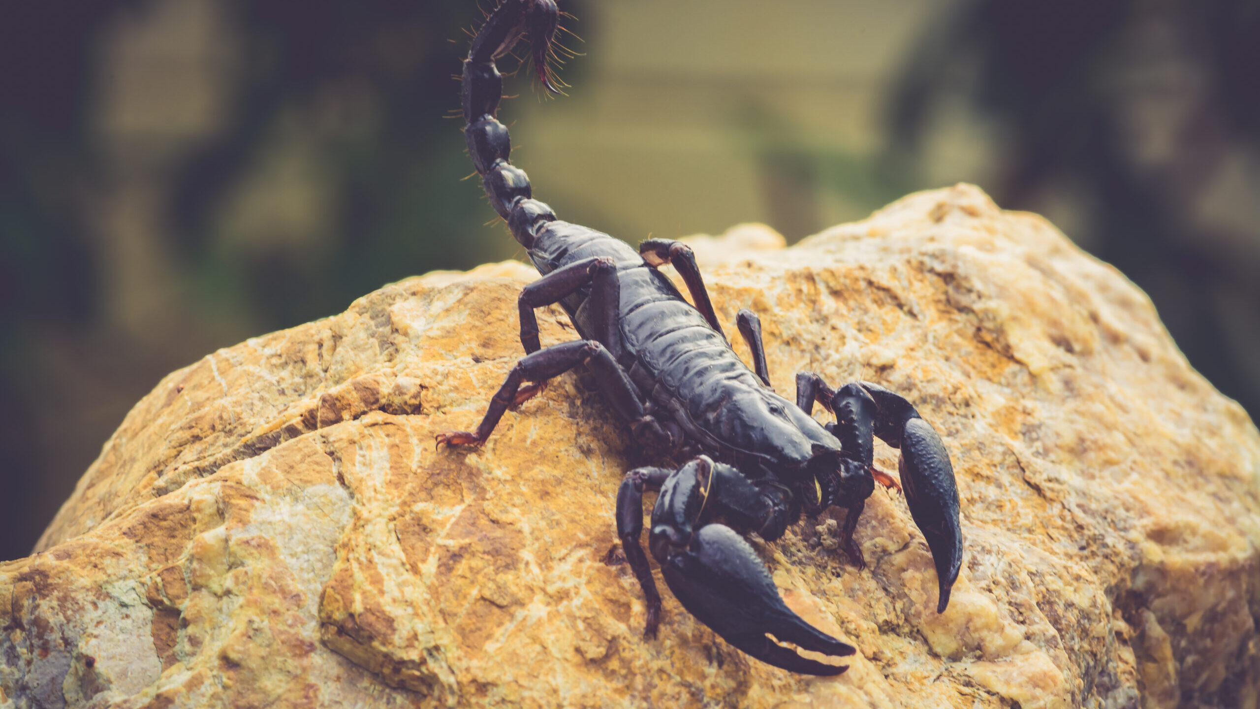 A black scorpion in nature wildlife live stone on big stone at f