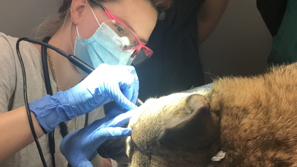 An NC State College of Veterinary Medicine doctor cleans the teeth of a critically endangered red wolf.