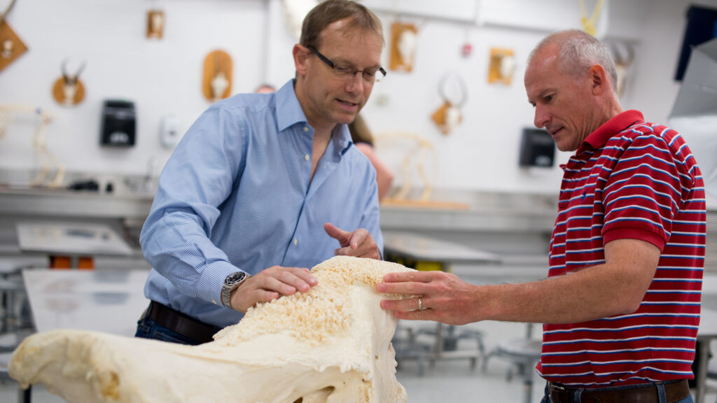 Anthony Blikslager, left, professor of equine surgery and gastrointestinal biology and head of the Department of Clinical Studies, confers with Mathew Gerard, professor of anatomy.