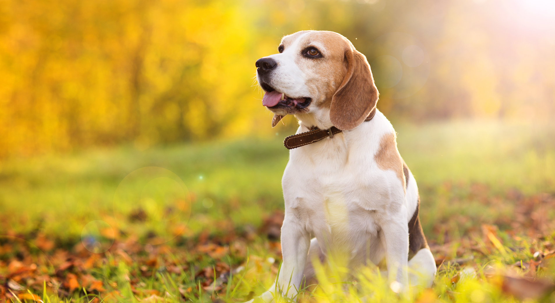 A beagle in autumn