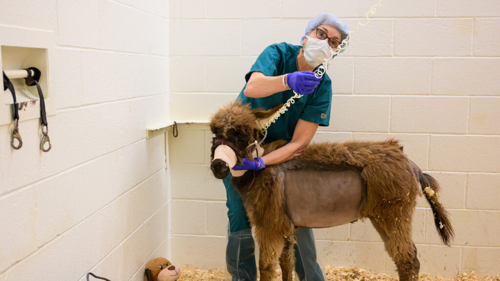 Korinn Saker, one of fewer than 100 board-certified veterinary nutritionists in the country, often consults on critically ill patients. She recently formulated a liquid diet for an ailing donkey.