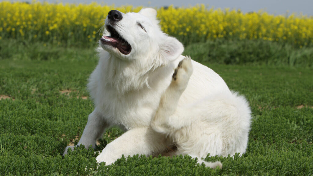 dog scratches fleas