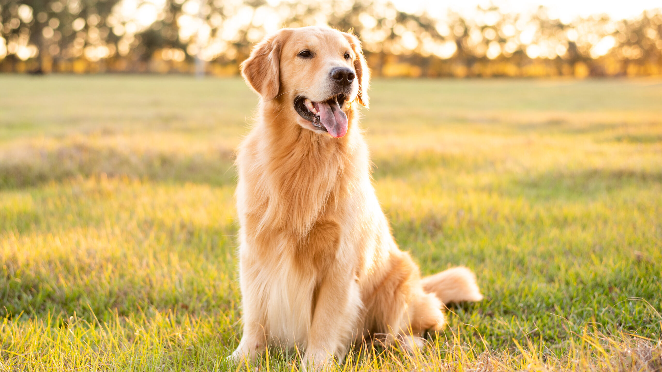 Golden Retriever dog enjoying outdoors at a large grass field