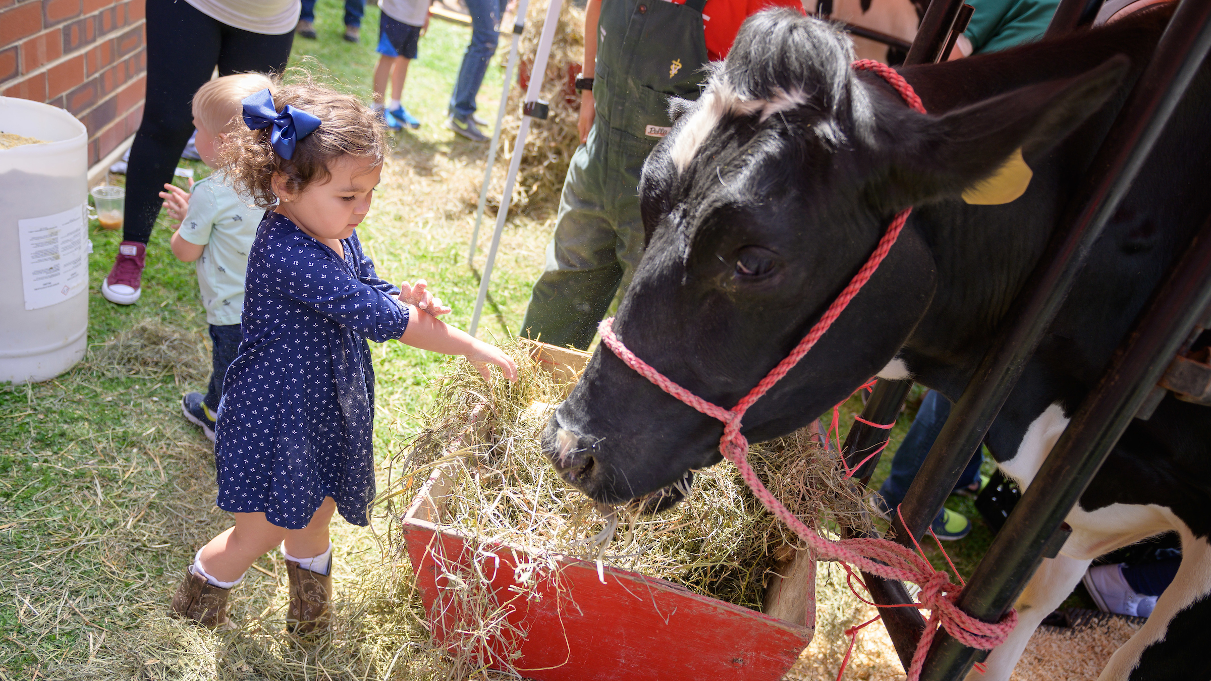 A toddler pets a horse at Open House.