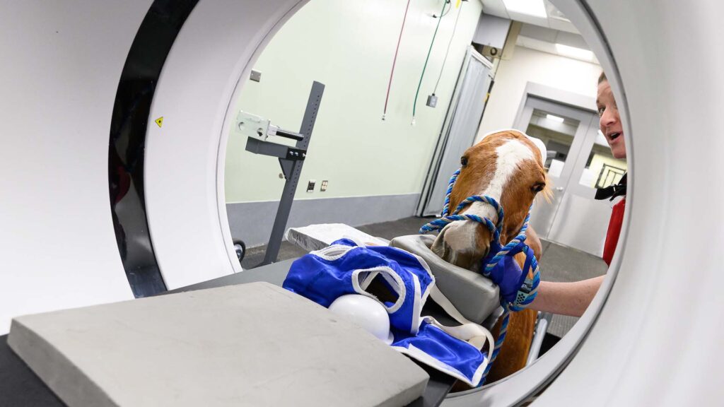 A horse getting a standing CT scan