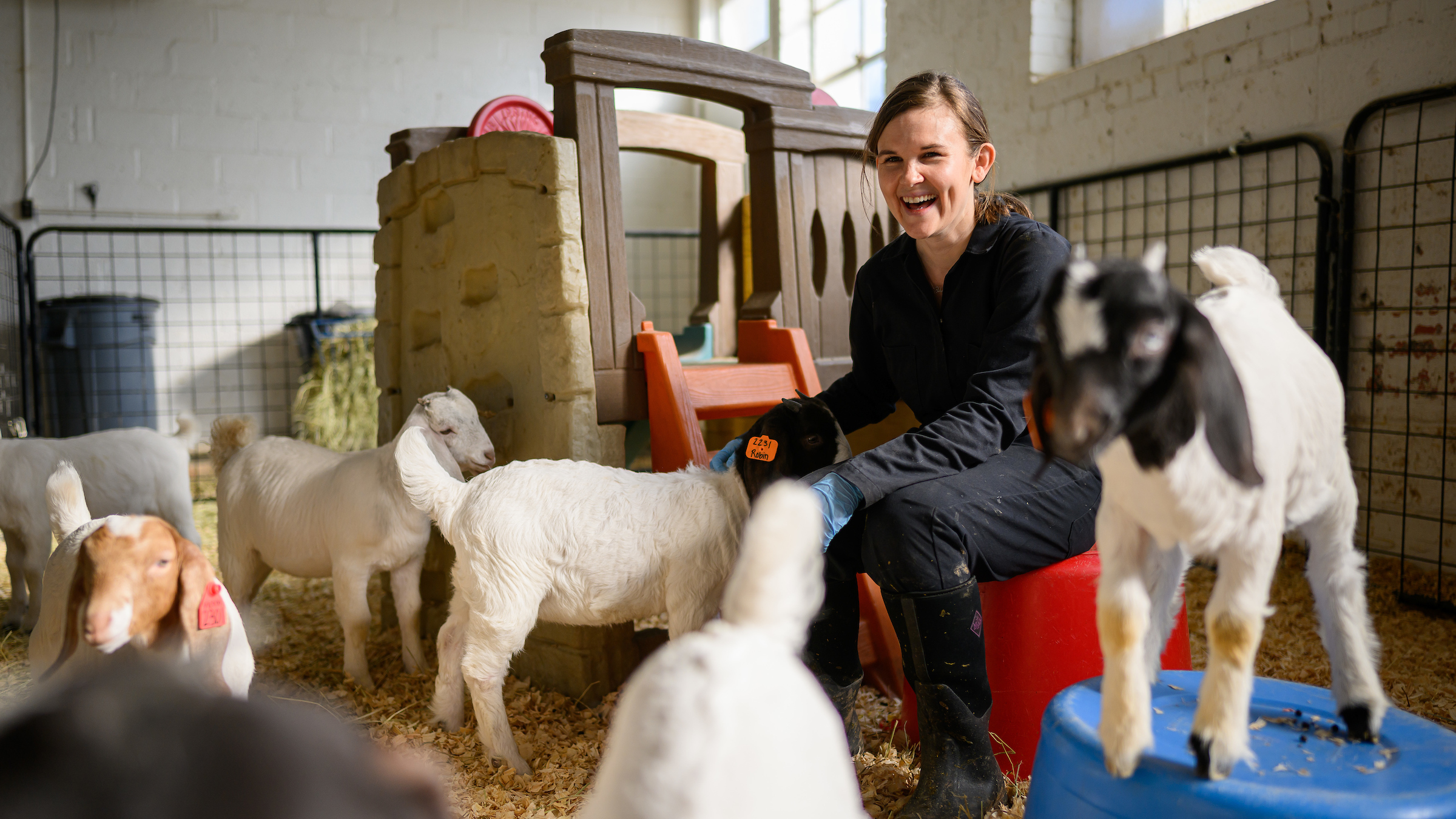 Clinical Veterinarian Allison West checks in on the new kids and calves at the Teaching Animal Unit.