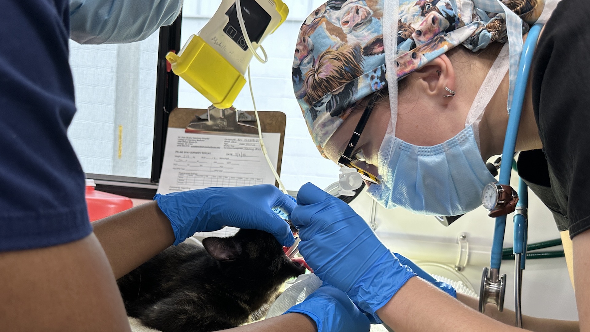 Fourth-year student Kat Wilhelm intubates a feral cat on the NC State Mobile Veterinary Hospital.
