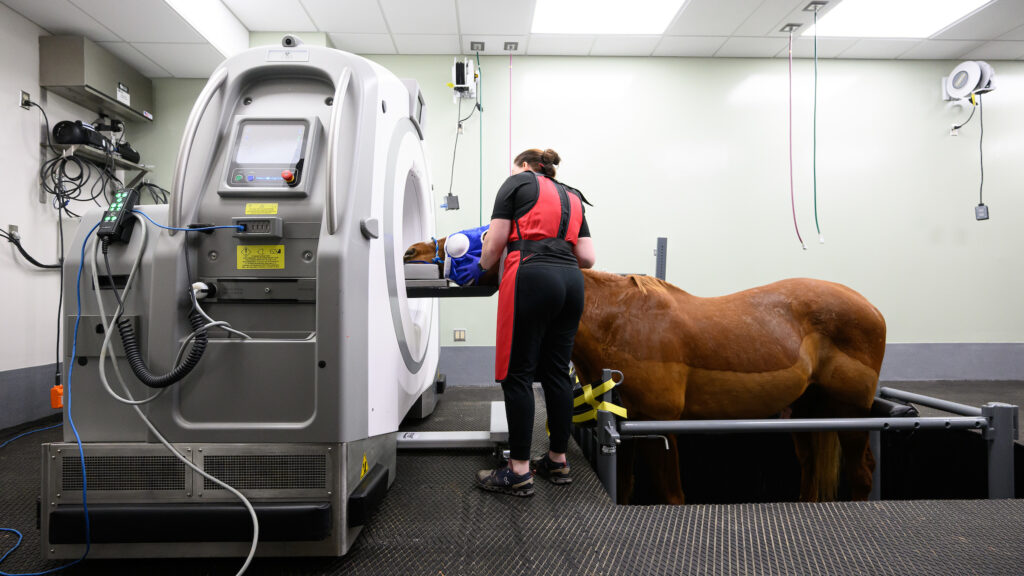 Horse getting CT scan