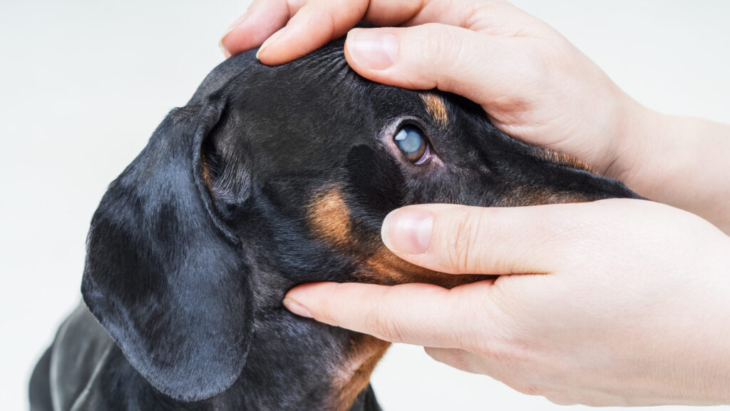 Veterinarian examine on the eyes of a dog dachshund. Cataract eyes of dog. Medical and Health care of pet concept