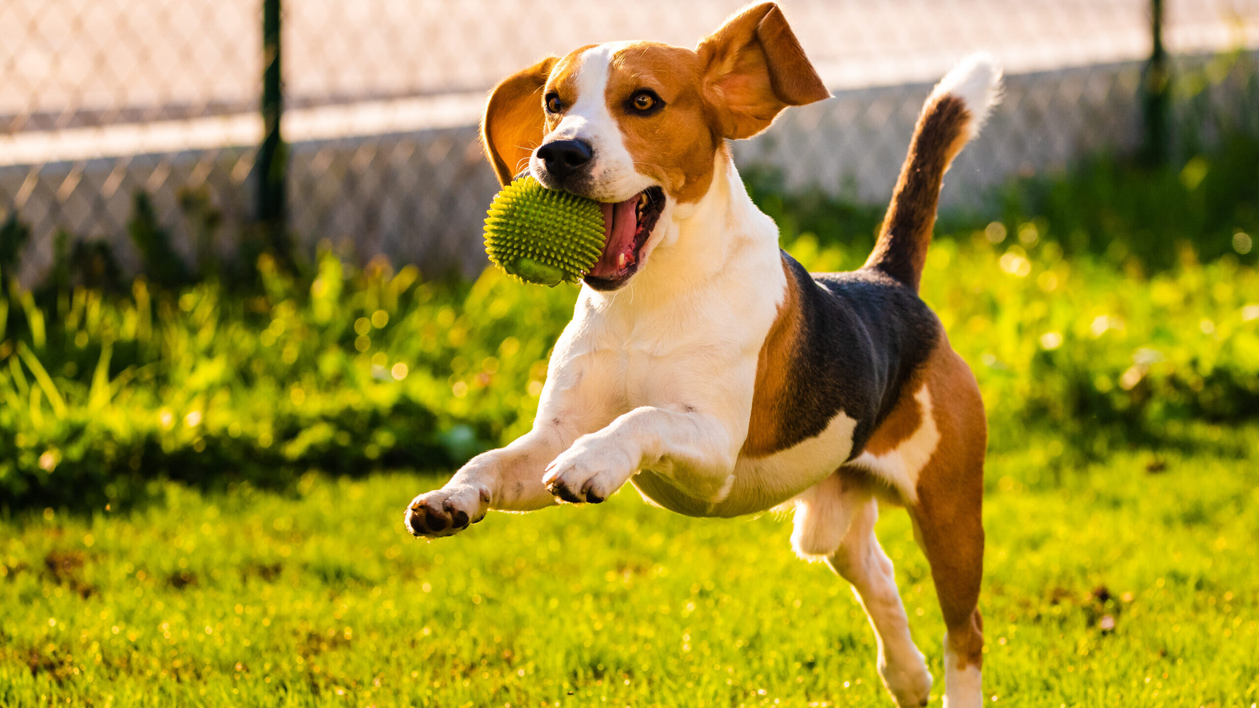 Beagle dog jumping and running with a toy in a outdoor towards the camera