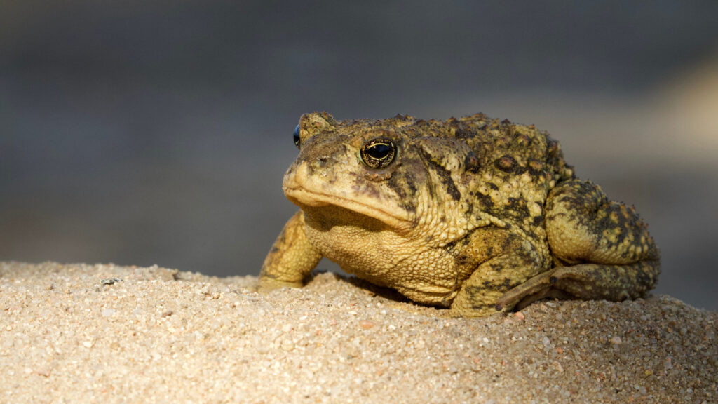 toad sitting on sand