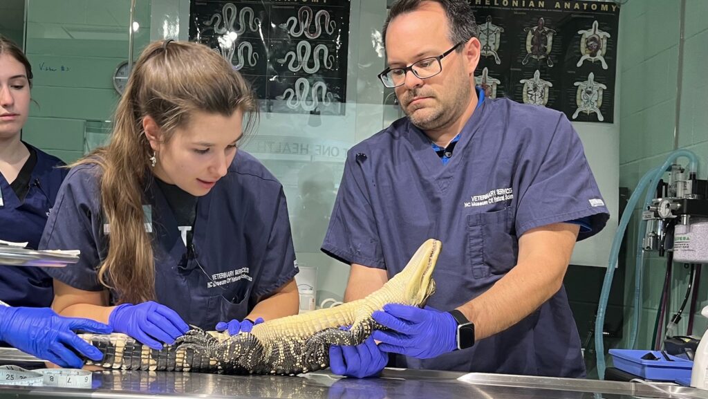 Emma Eldridge examines the underside of one of the alligators for abrasions, external parasites, urogenital abnormalities, etc.