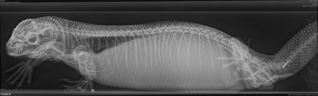 A horizontal beam radiograph of the Gila monster, before any fluid was removed from the coelom.