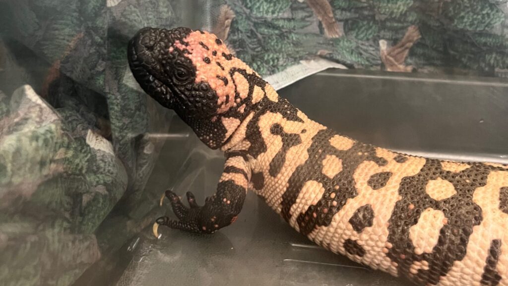 The Gila monster in its transport container. The containers are covered on their way to the Window on Animal Health to reduce stress.