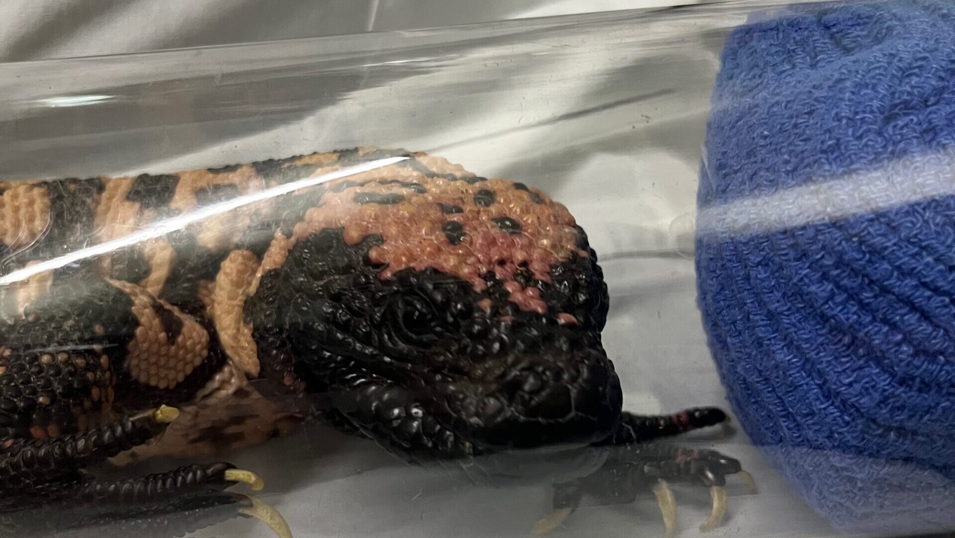 The Gila monster inside the tube for radiographs. This tube is the largest in a set designed to handle venomous snakes. We were able to take radiographs from all angles without sedating by utilizing this equipment.
