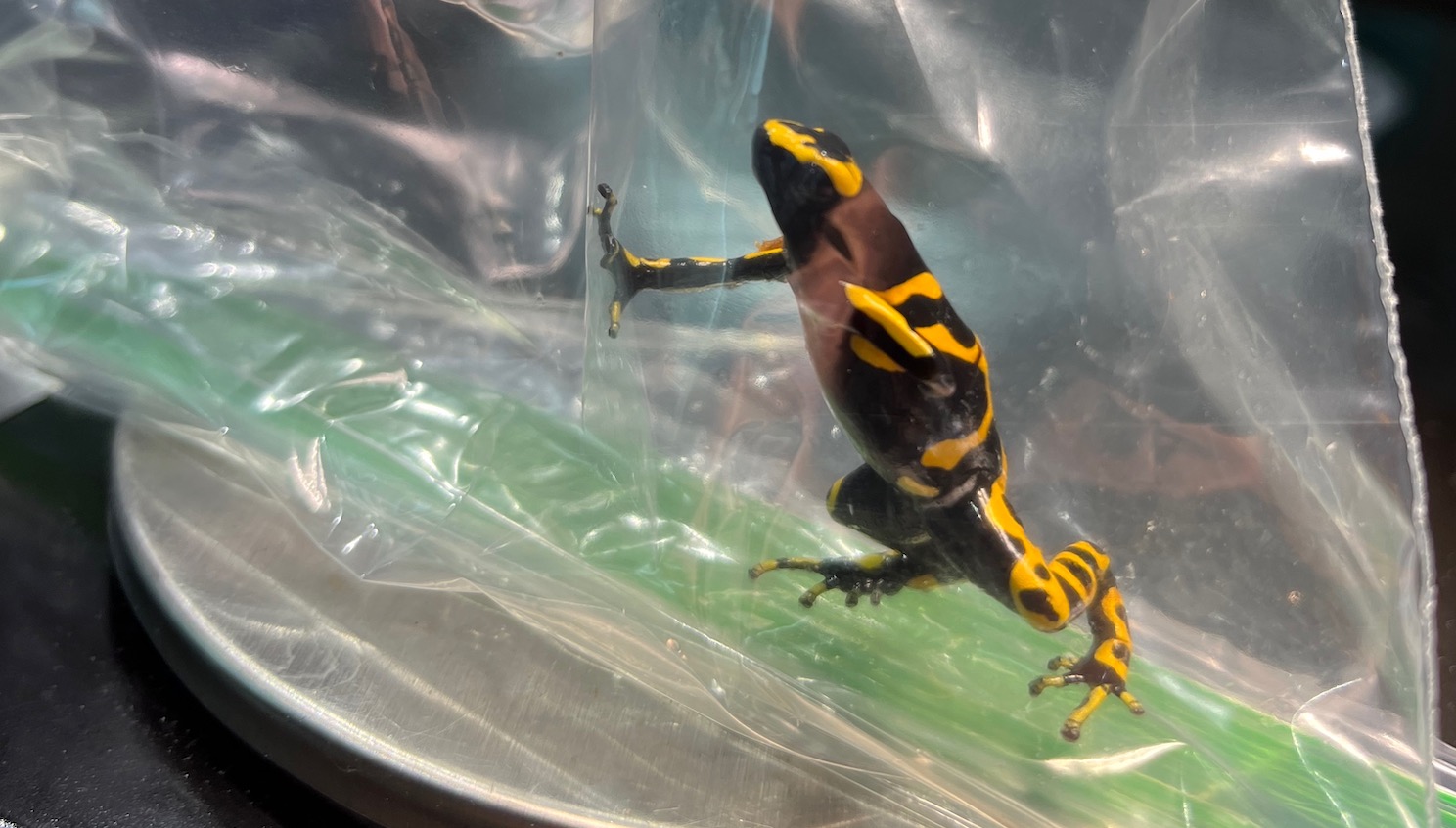 A yellow-banded poison dart frog (Dendrobates leucomelas) inside a plastic bag for handling. This allows us to contain the frog without physically restraining it, and helps protects the animal from temperature increases and skin irritation.