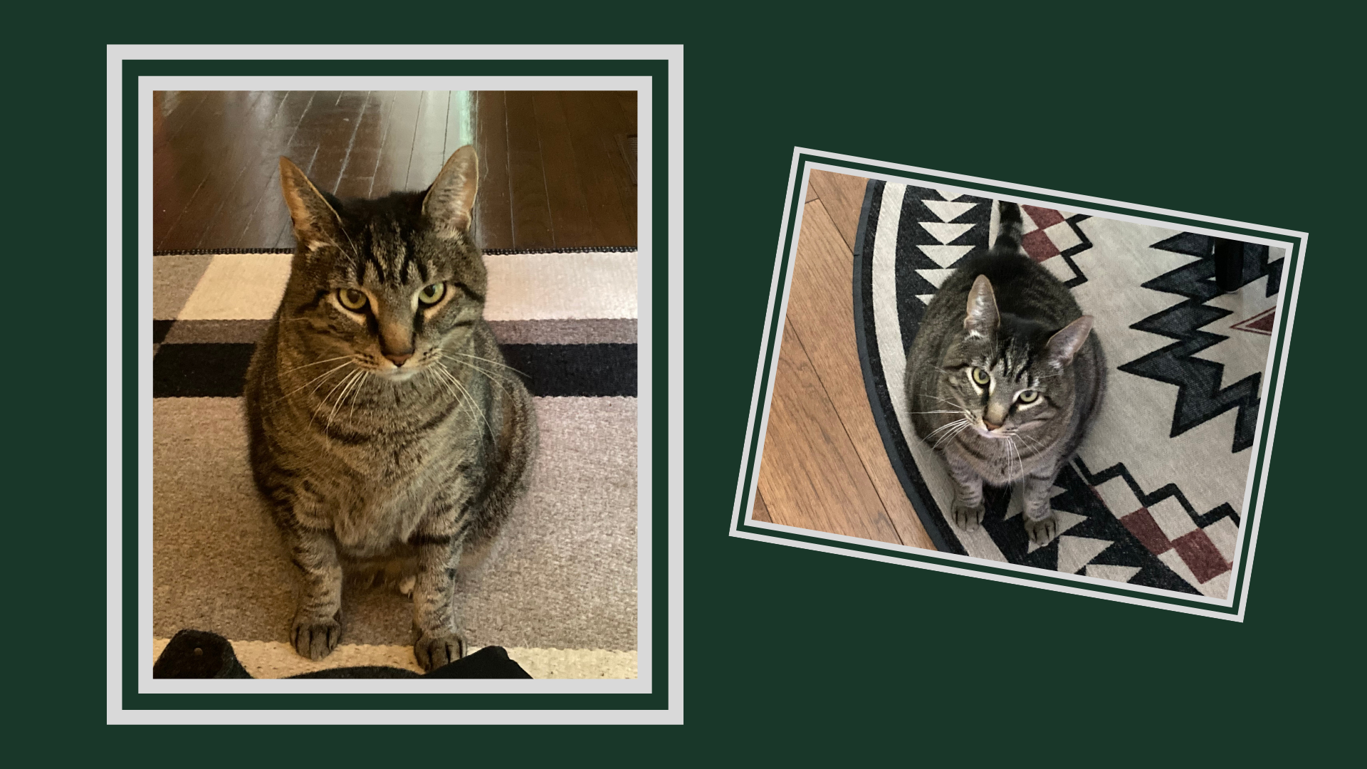 Two photos of a gray-and-black tabby cat sitting on a geometrically patterned rug and looking into the camera sit in light gray frames against a dark green background.
