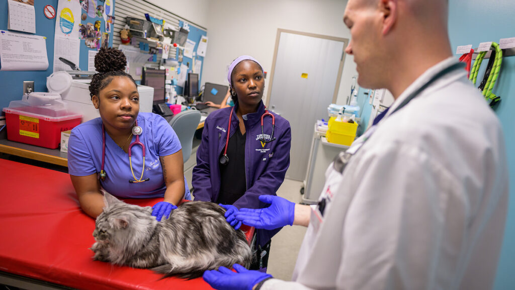 Briana Horne-Reid, a second-year DVM student at NC State, and Savannah S. Simon, a second-year veterinary student at Tuskegee University in Alabama, are participating in the ICE in Oncology with Dr. Michael Nolan.