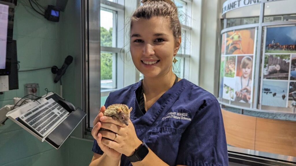 Emma Eldridge holds one of the lesser hedgehog tenrecs as an undergraduate intern.