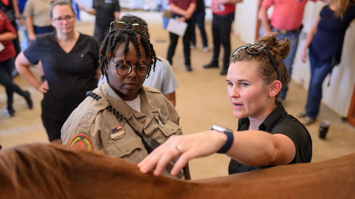 Maya Hurley with Capital City Animal Control, a division of the Raleigh Police Department, listens to Dr. Allison West explain what concerning signs to look for in a horse.