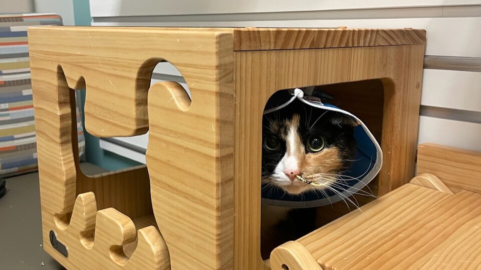Kacie loved exploring the cat rooms in the NC State Veterinary Hospital during her time in the intensive care unit. The nasogastric feeding tube inserted into her nose gave her vital nutrients during her hospital stay.