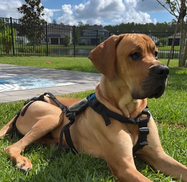 A honey-colored Great Dane dog wears a black harness while laying on green grass next to a flat patio under a blue, cloudy sky in a neighborhood in Florida.