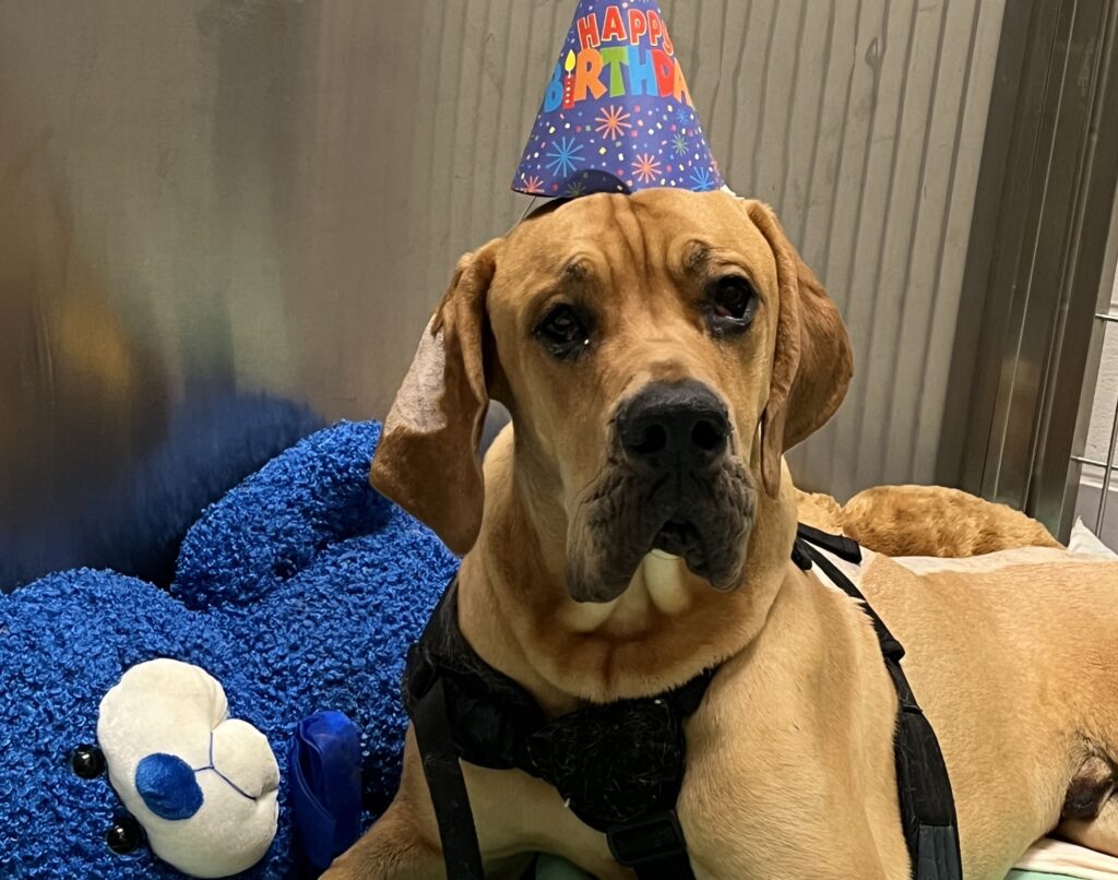A honey-colored Great Dane recuperates in the hospital. Bentley is wearing a dark blue, pointy birthday hat that says "Happy Birthday" and is laying next to a dark blue teddy bear.