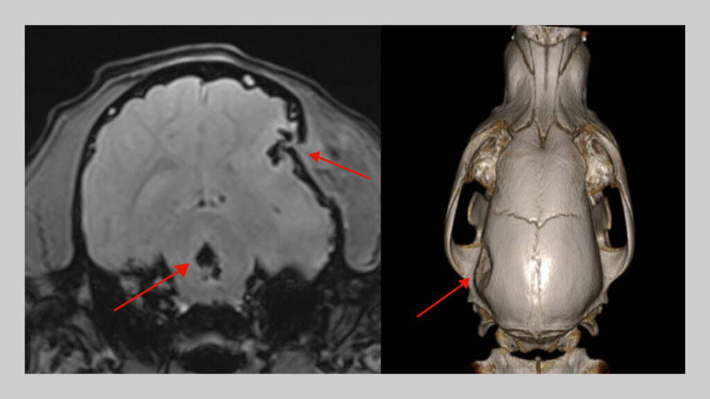 A side-by-side image of an MRI scan of a dog's brain and a 3D CT rendering of the dog's skull.