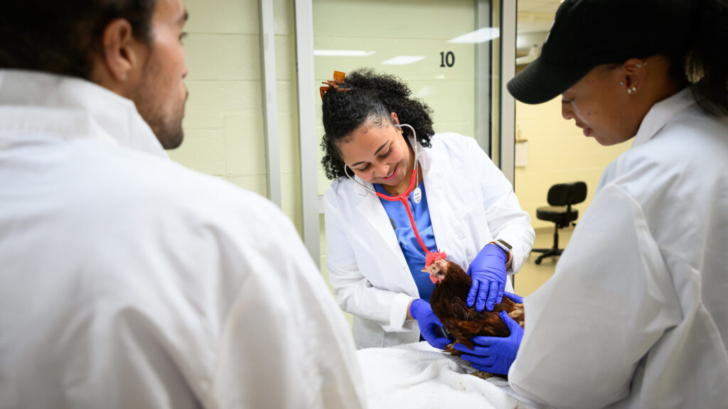 A veterinary medicine student in a lab coat examines a chicken as two other students look on.