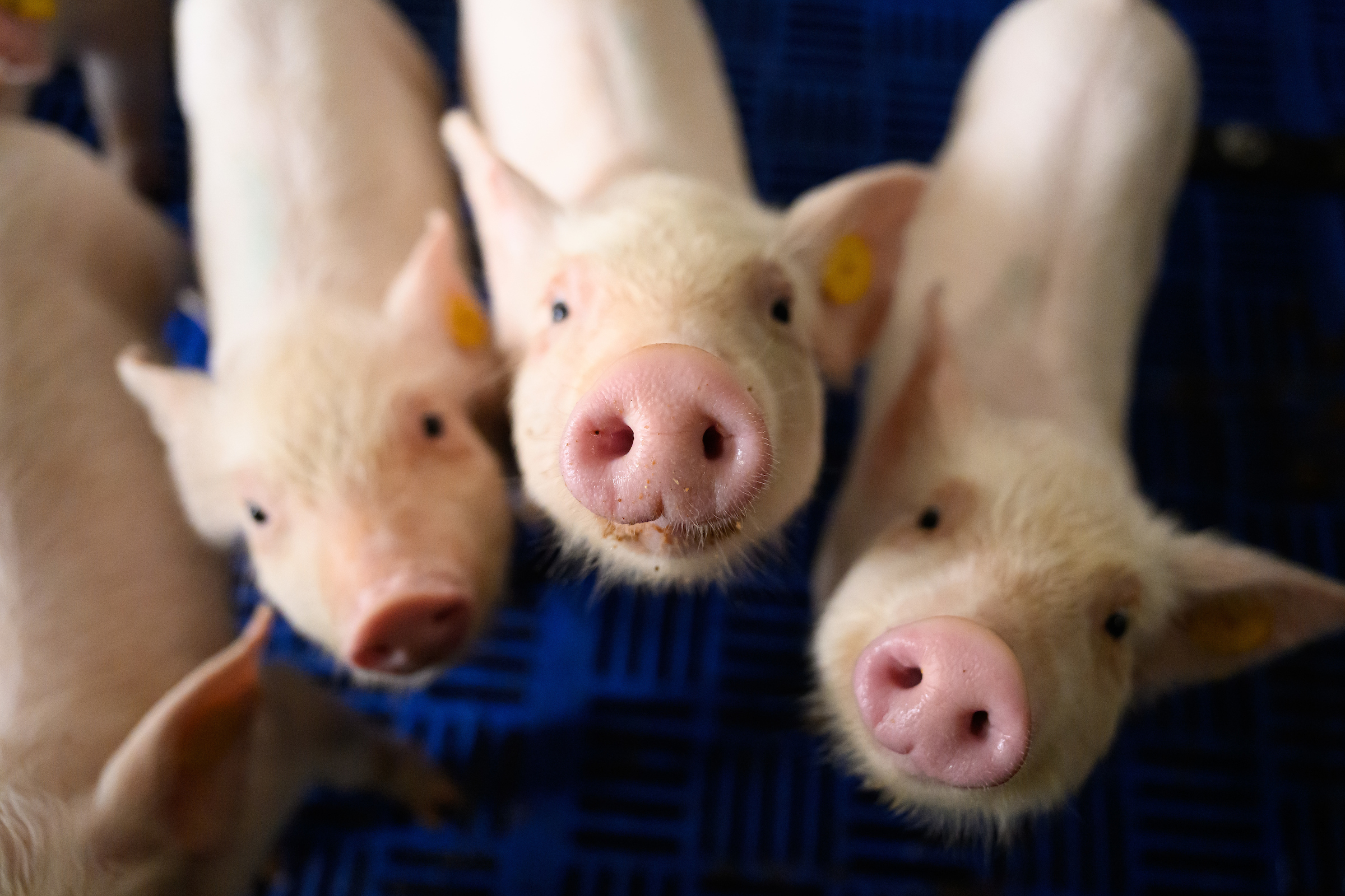 Three piglets look into the camera from below, their faces upturned.